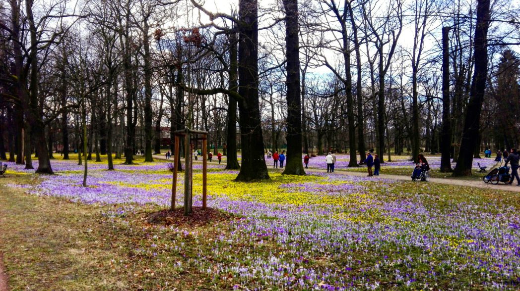 Fruhling Im Grossen Garten Ein Bisschen Goethe Schmiertiger